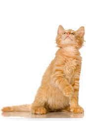 orange cat - image placeholder